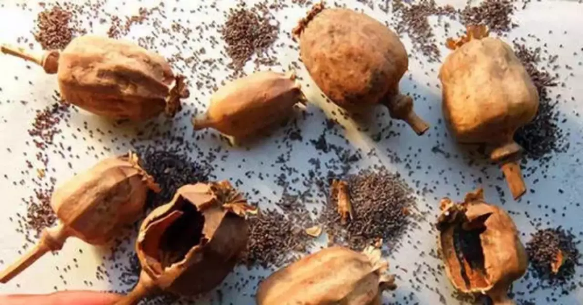 男子網購罌粟殼後，到派出所舉報他人販毒，結果亮了