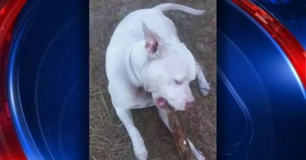 比特犬為救主 慘遭4米巨鱷一口吞