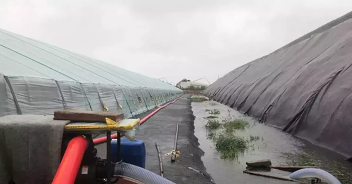 「蔬菜之鄉」山東壽光再遭颱風,1.8萬個大棚進水