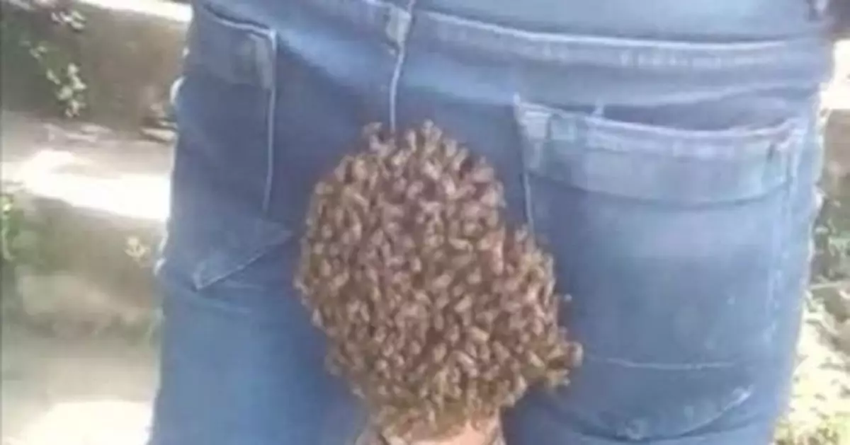 蜂后誤闖印度男子屁股 引來蜂群築巢