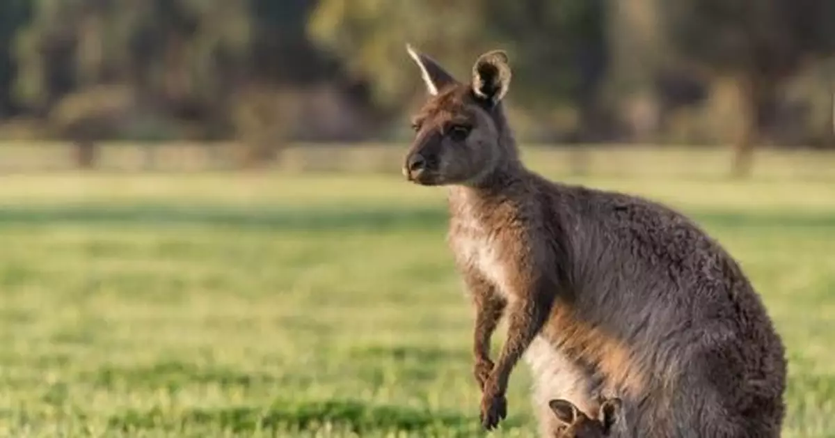 深夜驚見袋鼠釘孤枝 路人嚇到石化