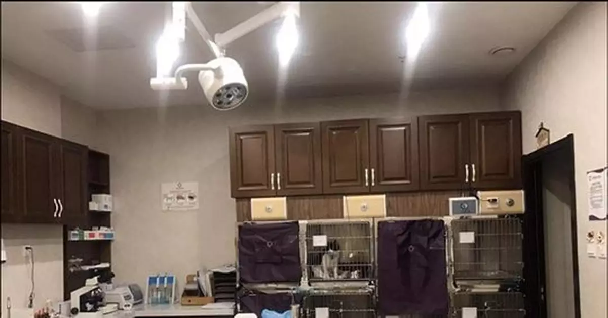 「孤獨經濟」中的百億市場：你會為寵物花多少錢看病？