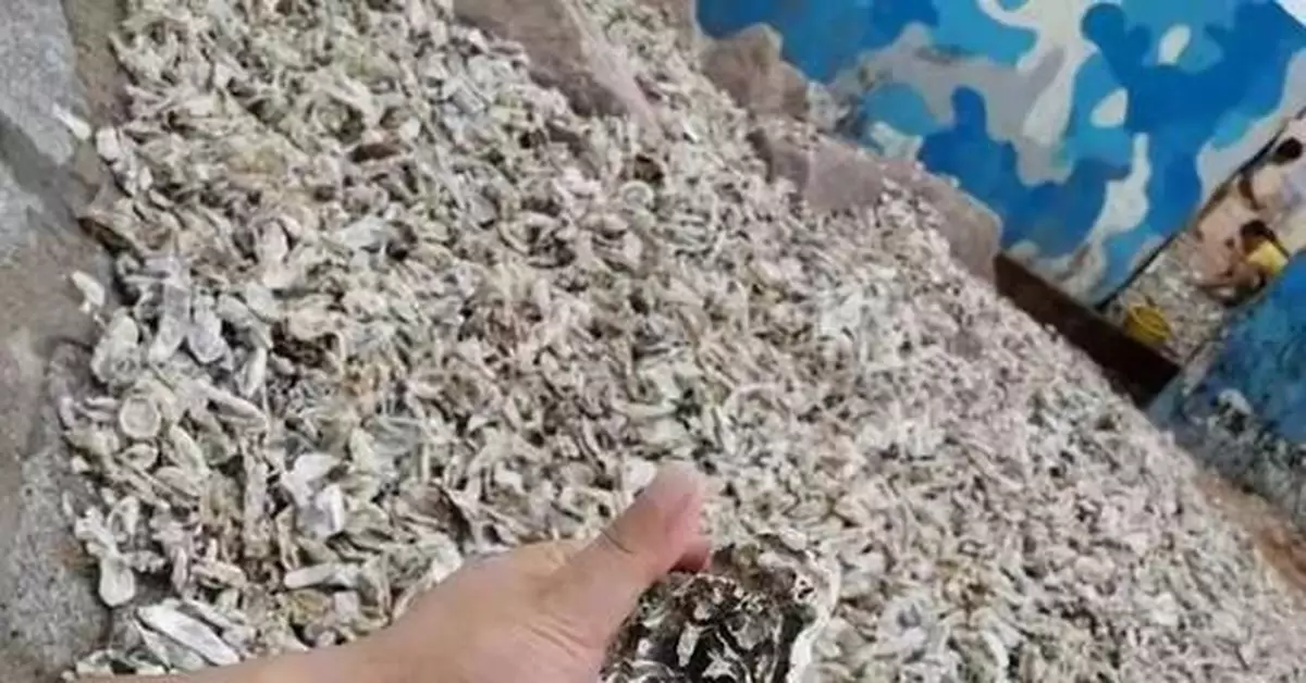 颱風過後青島海灘上全是海鮮 民眾一鏟一麻袋(圖)