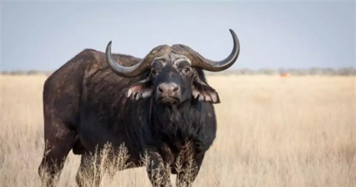 獅子大口撕咬水牛 同伴救援超霸氣