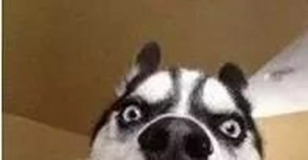 父親養的狗尿髒了床 大連爺倆起衝突兒子捅死父親