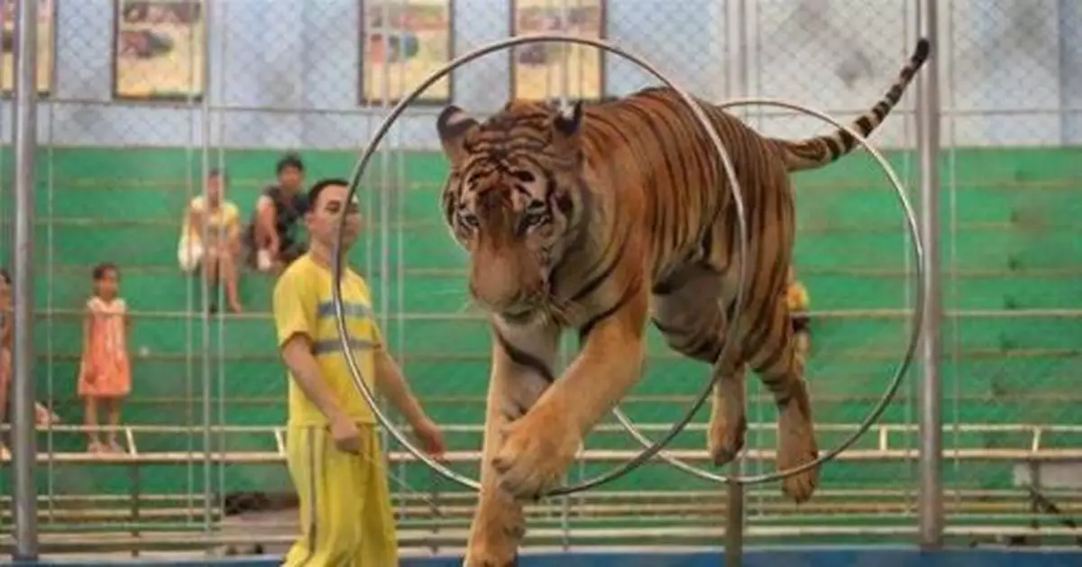 老虎出逃背後:猛獸待業增多 馬戲團考慮改行