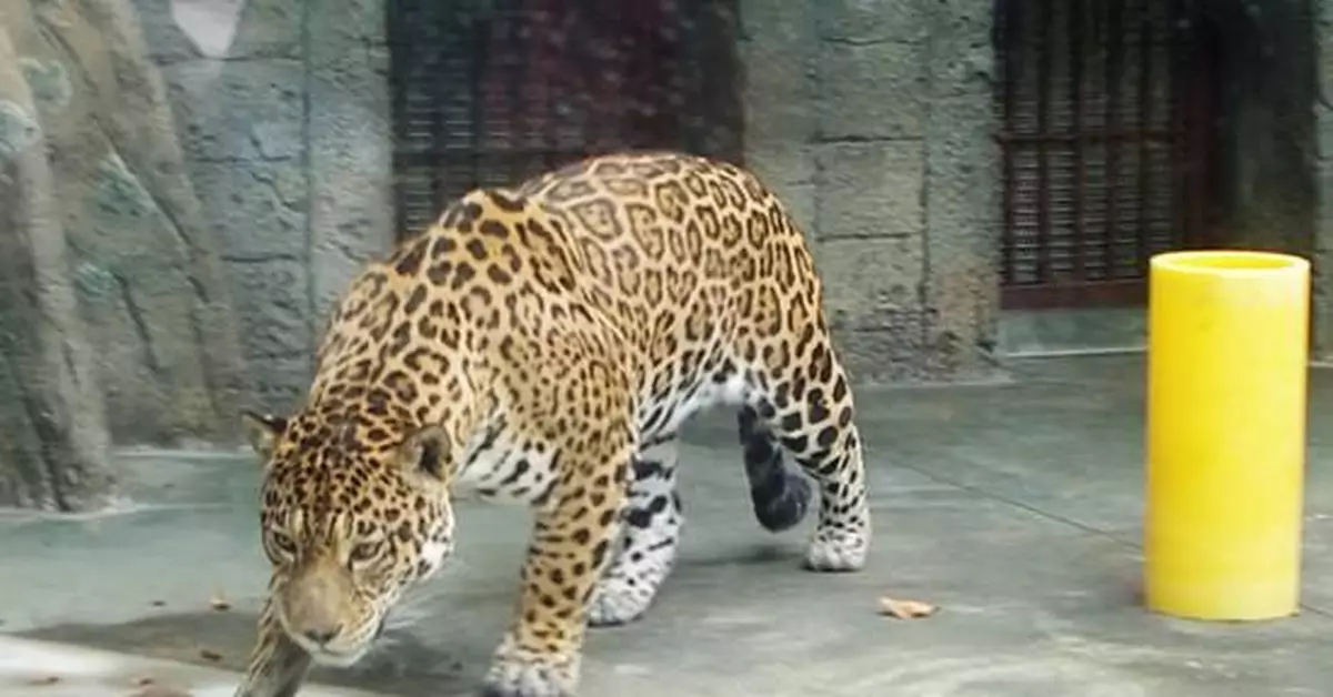 上海動物園美洲豹亮相日本：受遊客歡迎 在日征名