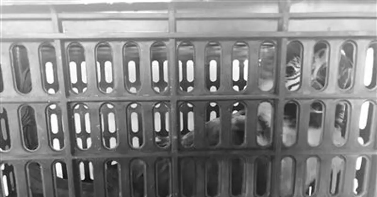 奶茶店飛來一隻大鸚鵡 救助人員:屬瀕危物種