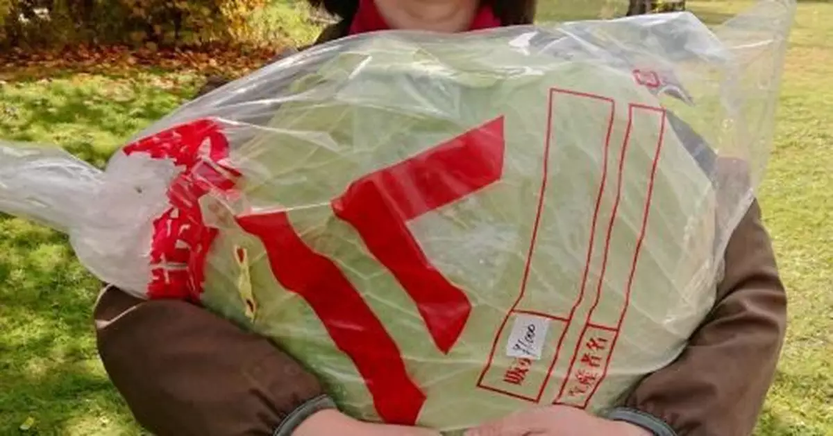 直徑半米重20斤！女子旅遊買回超大捲心菜 路人看呆