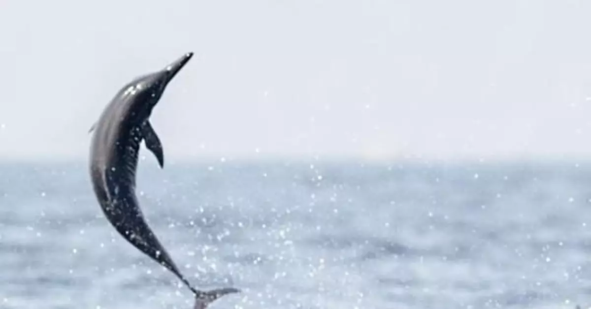 兩海豚被關酒店15年終獲救：一隻失明 一隻精神異常