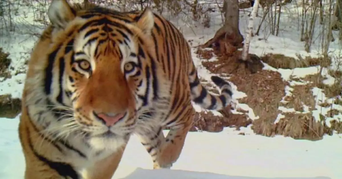 東北虎豹國家公園野生東北虎增至37隻