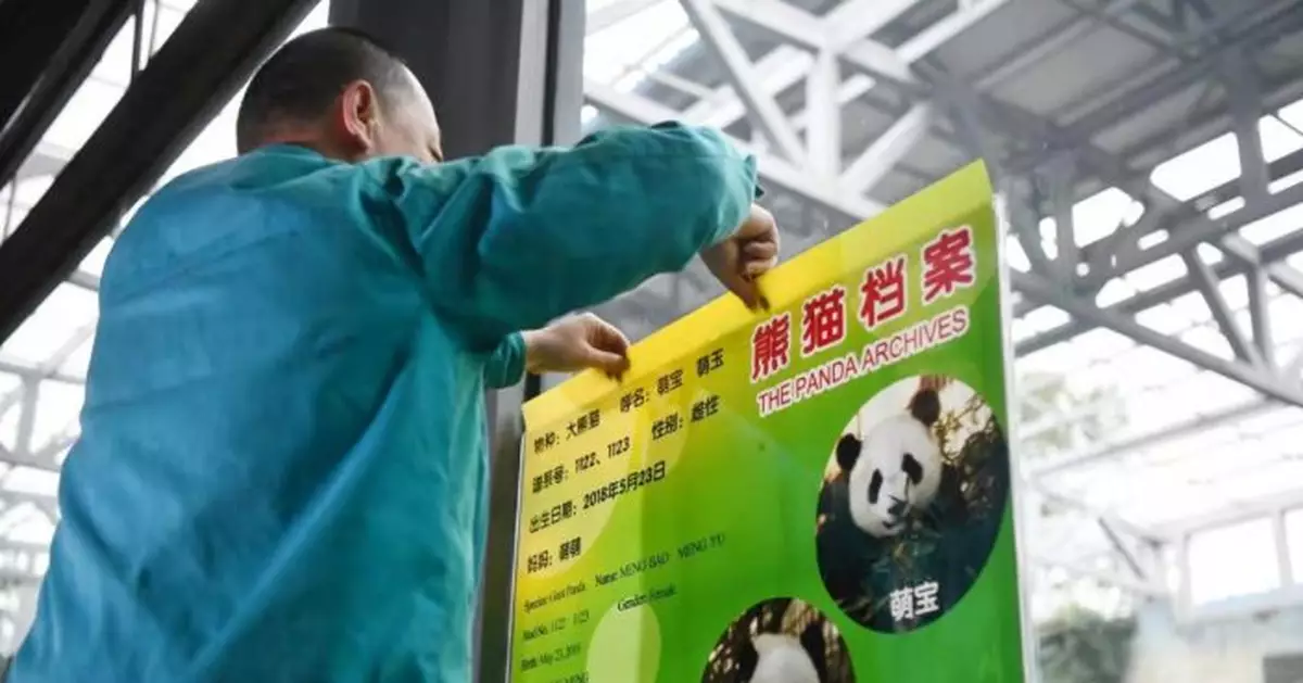 北京動物園新成員：大熊貓雙胞胎「姐妹花」來了