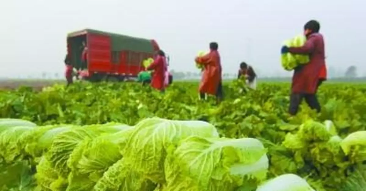 大白菜進京「待遇」冰火兩重天 品牌菜兩棵最低88元