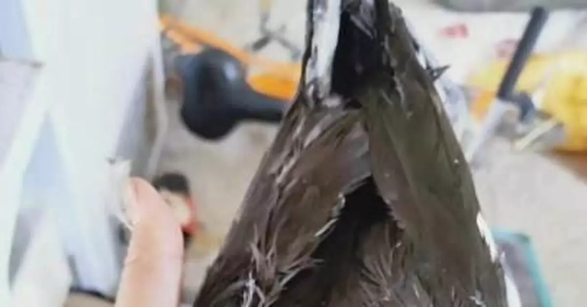 南飛候鳥「斷翼」江蘇洪澤湖 多死於毒殺或電擊