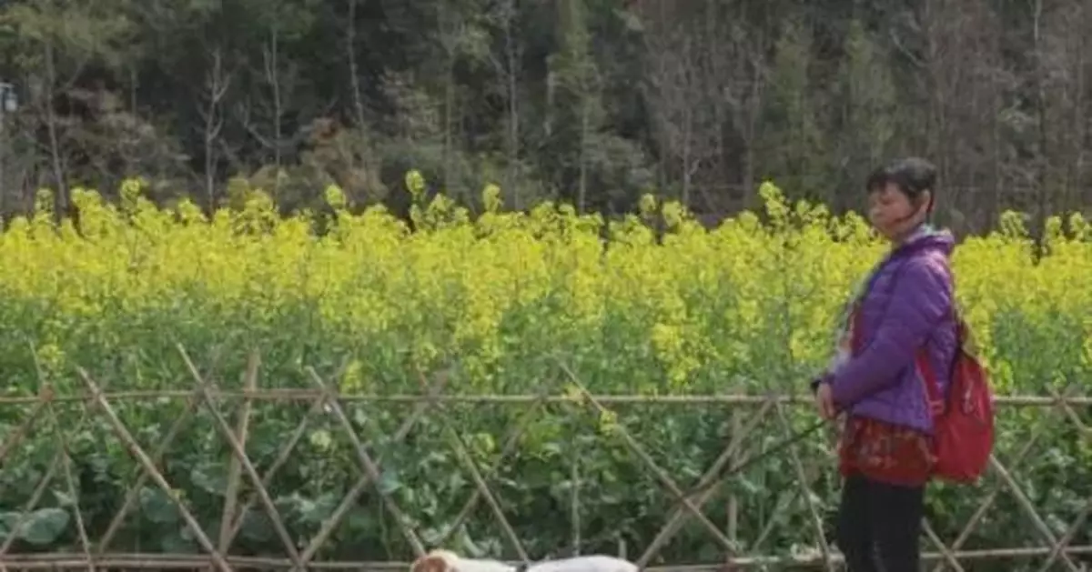 多地實施「最嚴養狗令」 遛狗不牽繩狗沒收人罰款