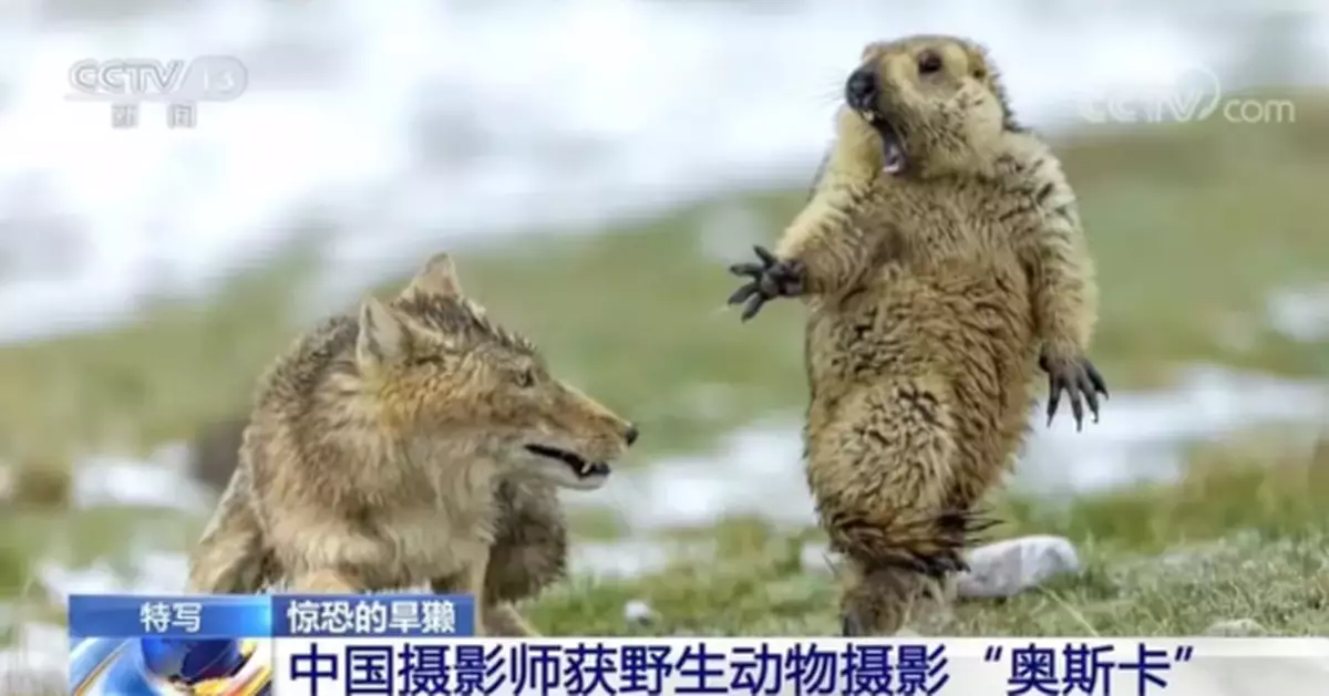 這張被網友玩壞了的照片拿下世界大獎！