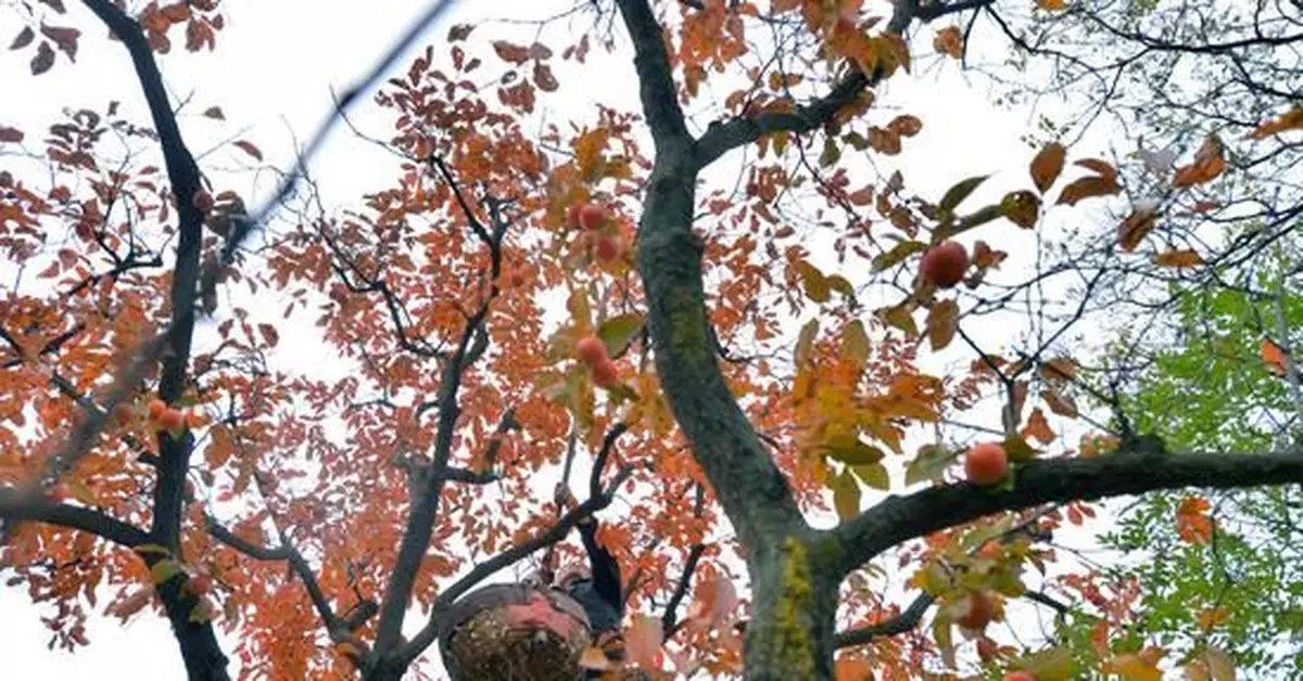 火晶柿子採摘工月薪3萬？果農:風險大 不會找人摘
