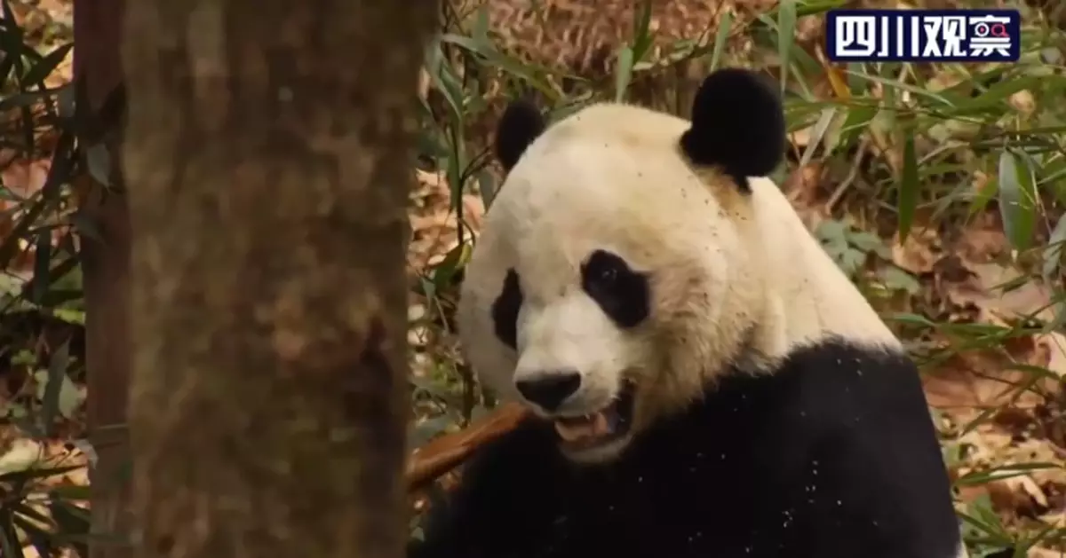 熊貓貝貝回國第一天：胃口很好 正在學聽四川話