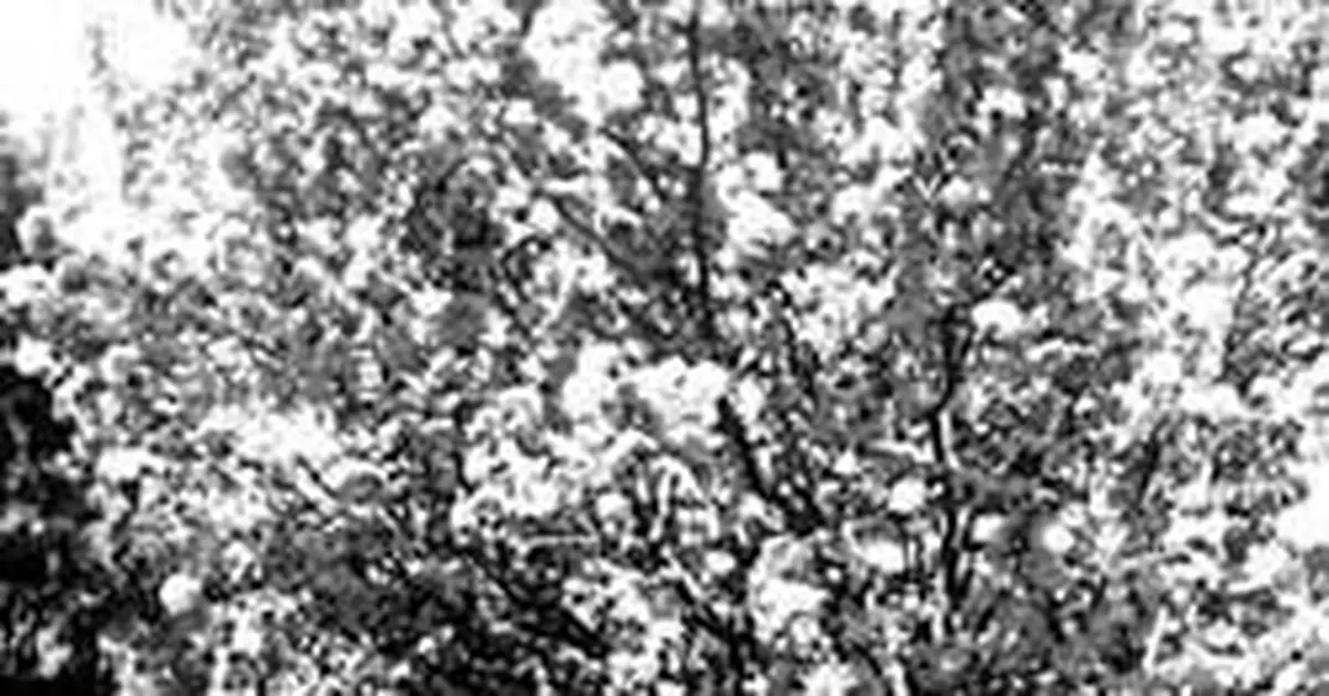 鄧穎超託人轉達「遺囑」：請批准給予安樂死