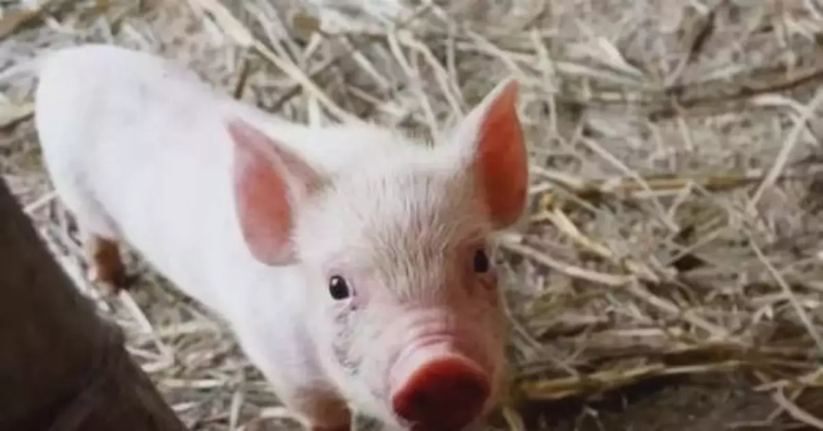 全國豬肉價格回落至51.22元一公斤 供需或好於預期