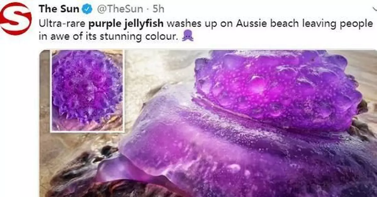 外星生物還是化學污染?澳海灘現罕見紫色水母(圖)