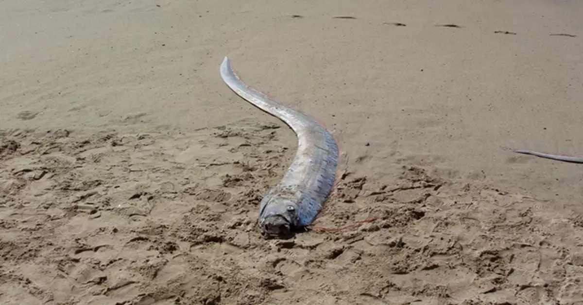 「地震魚」現日本海岸 恐為地震海嘯先兆