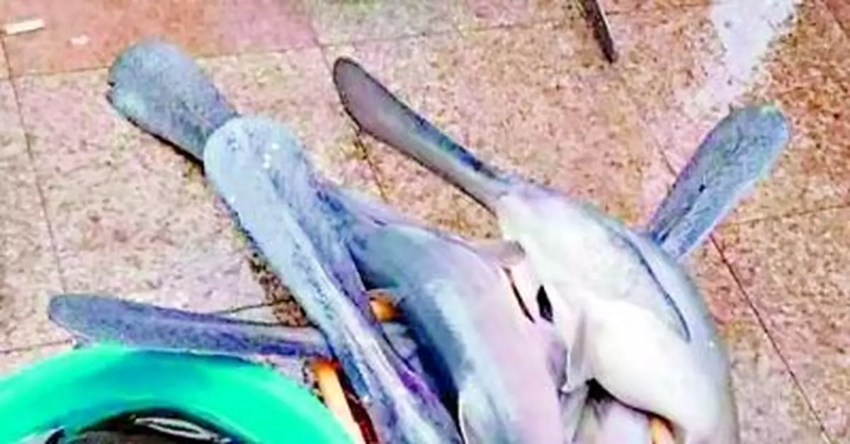 白鱘滅絕了為什麼菜場有售？專家：是美國匙吻鱘