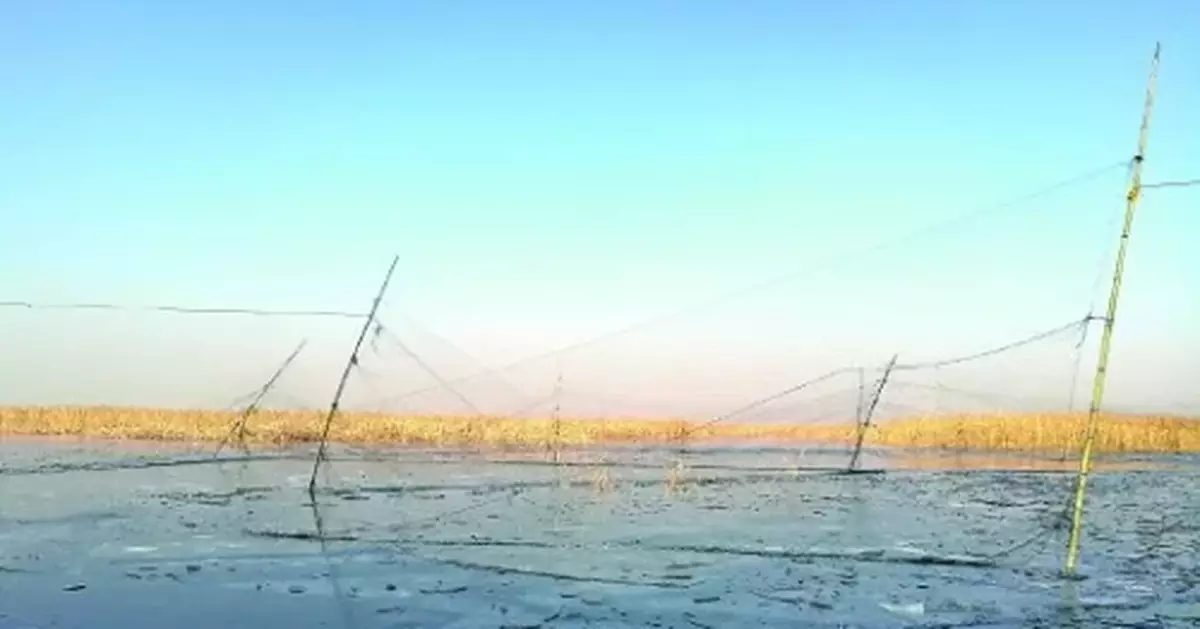 數千米鳥網驚現白洋淀！