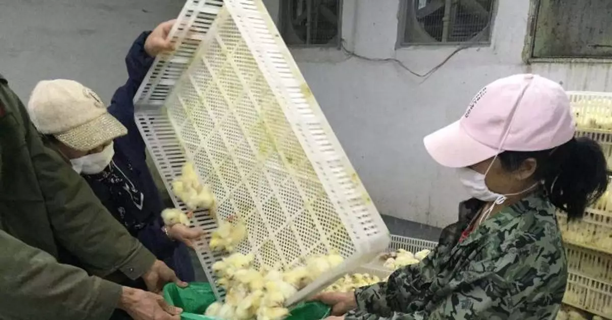 湖北一公司10萬隻雞苗填埋處理 運輸受阻飼料告急