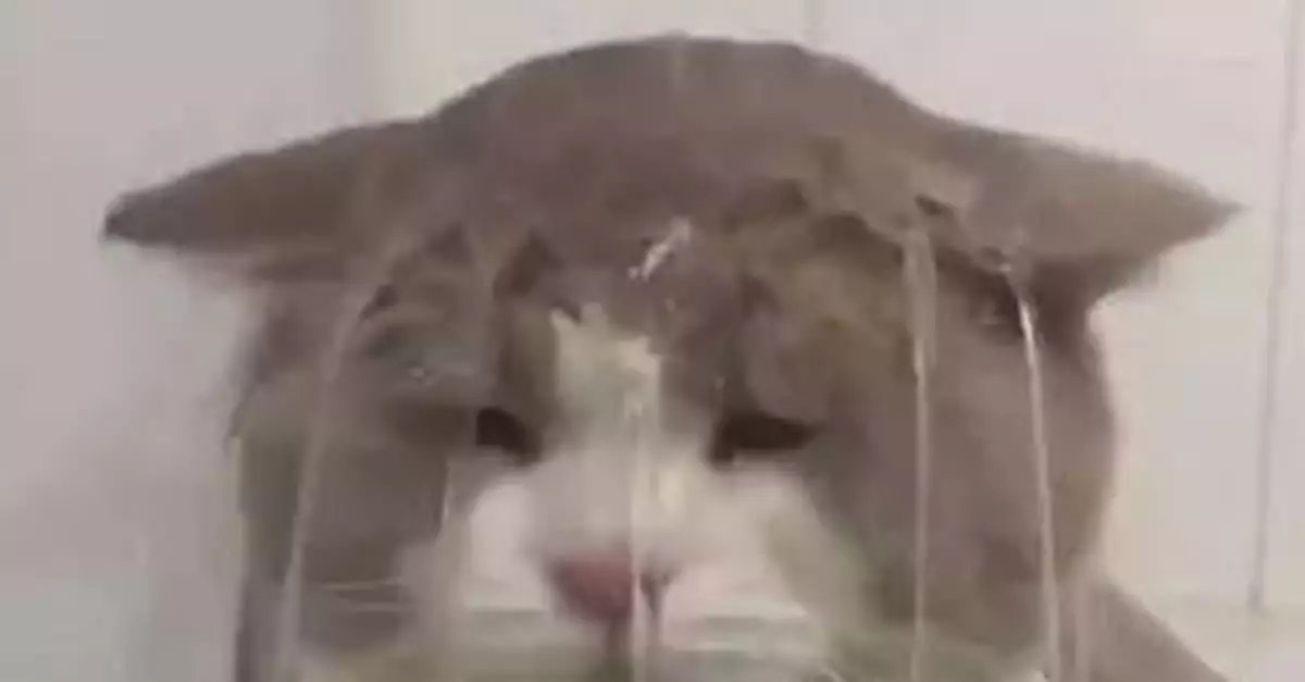 這份武漢方言「密碼本」，請查收(圖)