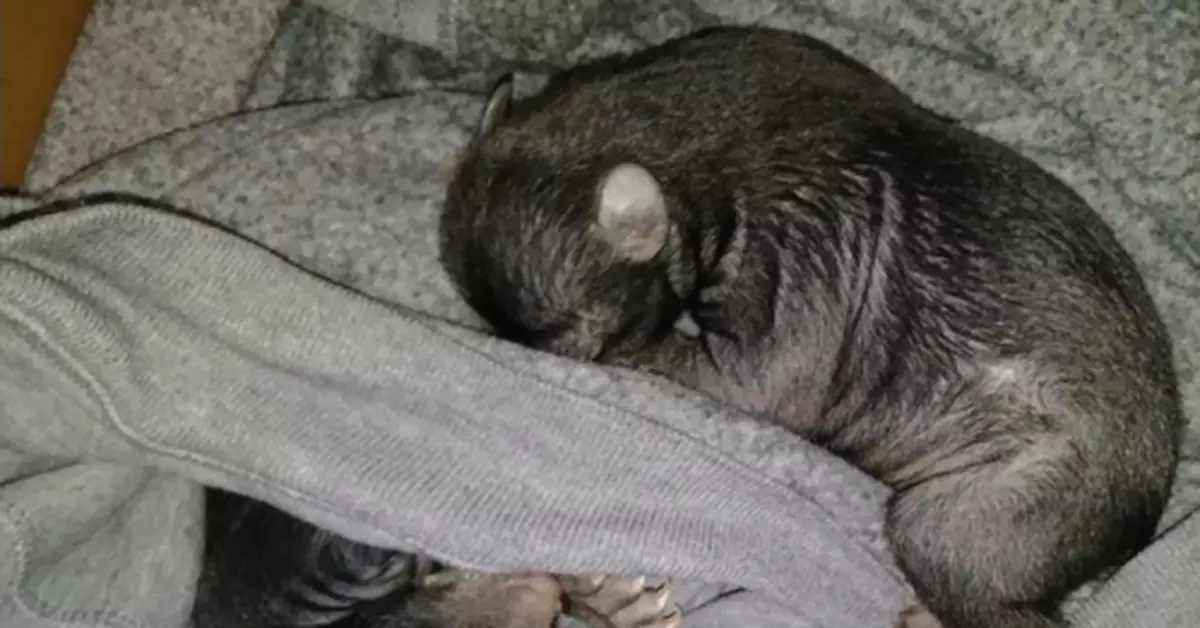 驚嚇！美國男子在家收到神秘包裹 打開竟是幾隻熊