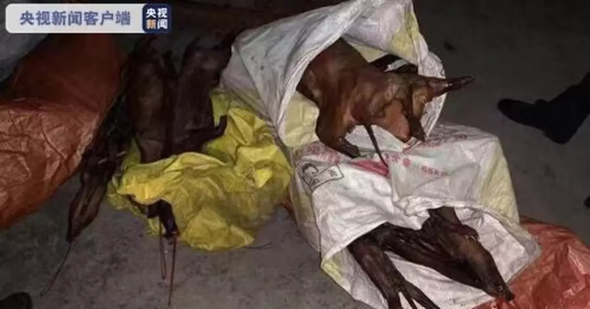 四川搗毀一非法野生動物窩點 查獲製品266.8公