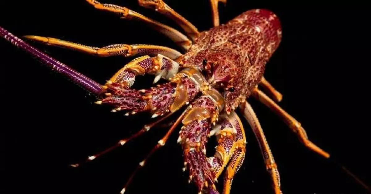 因出口中國受阻，紐西蘭被迫放生100多噸龍蝦