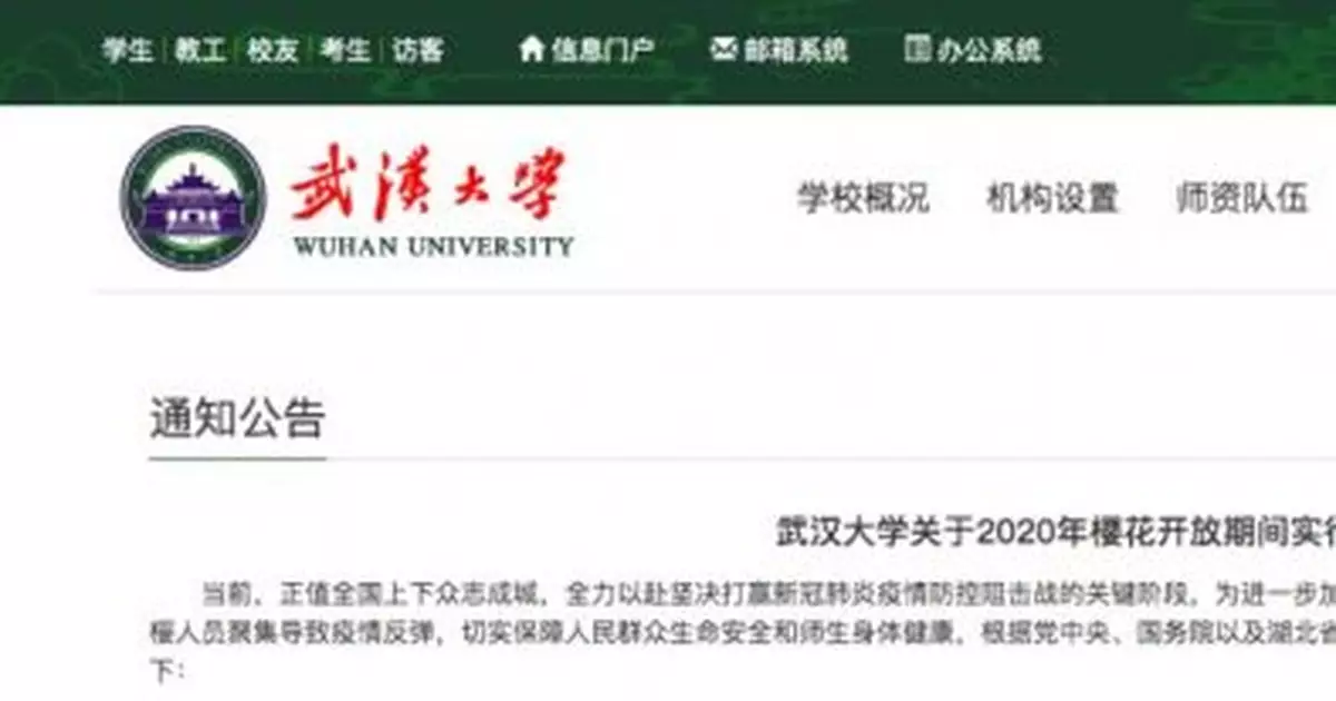 盛花期將至！今年武大的櫻花可以這麼看