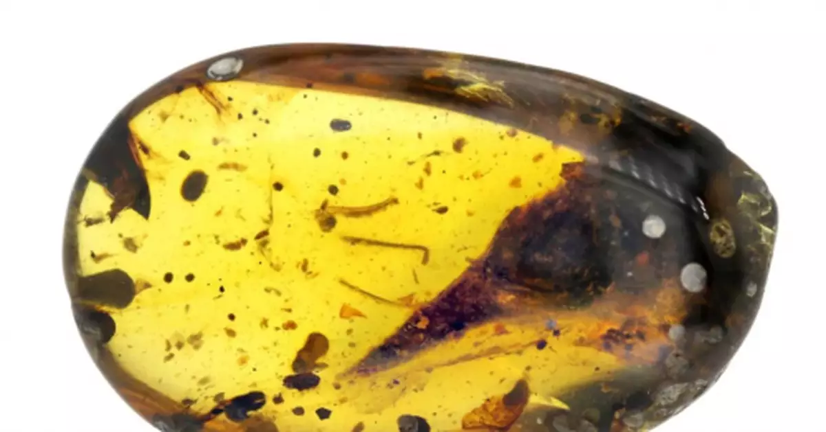 科學家在琥珀中發現史上最小恐龍 與蜂鳥大小相當