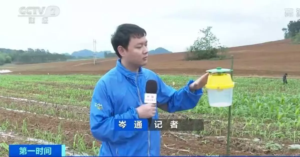 30小時飛行1000公里！這些害蟲侵襲多地