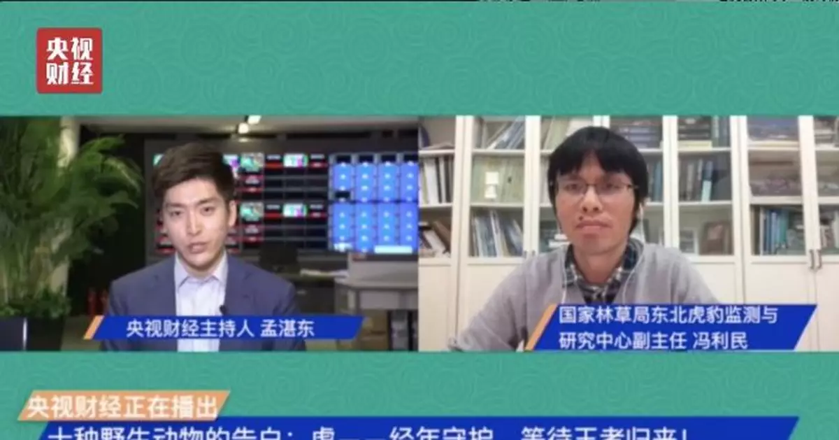 警惕！95%野生虎種群已消失！