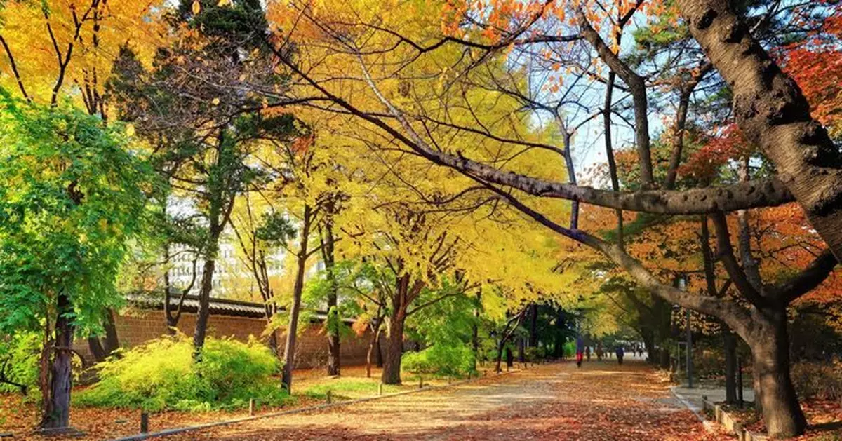 城中賞紅葉