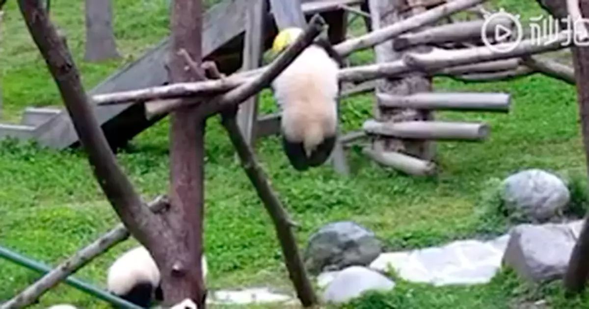 熊貓幼崽死亡7小時後才發現，遺憾錯失2次救助機會？