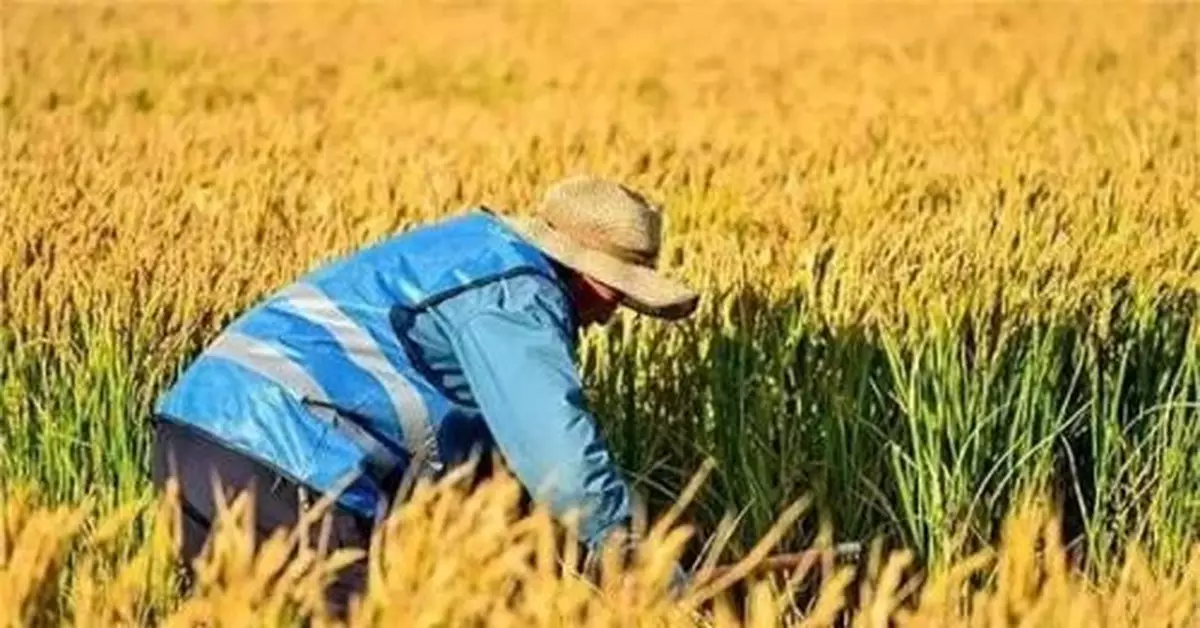 中國會出現糧荒嗎？科學家:只要不怕胖 敞開吃