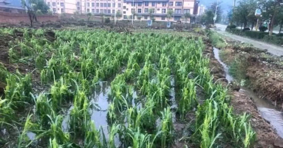 雲南屏邊、馬關遭受冰雹災害 最大冰雹直經6厘米