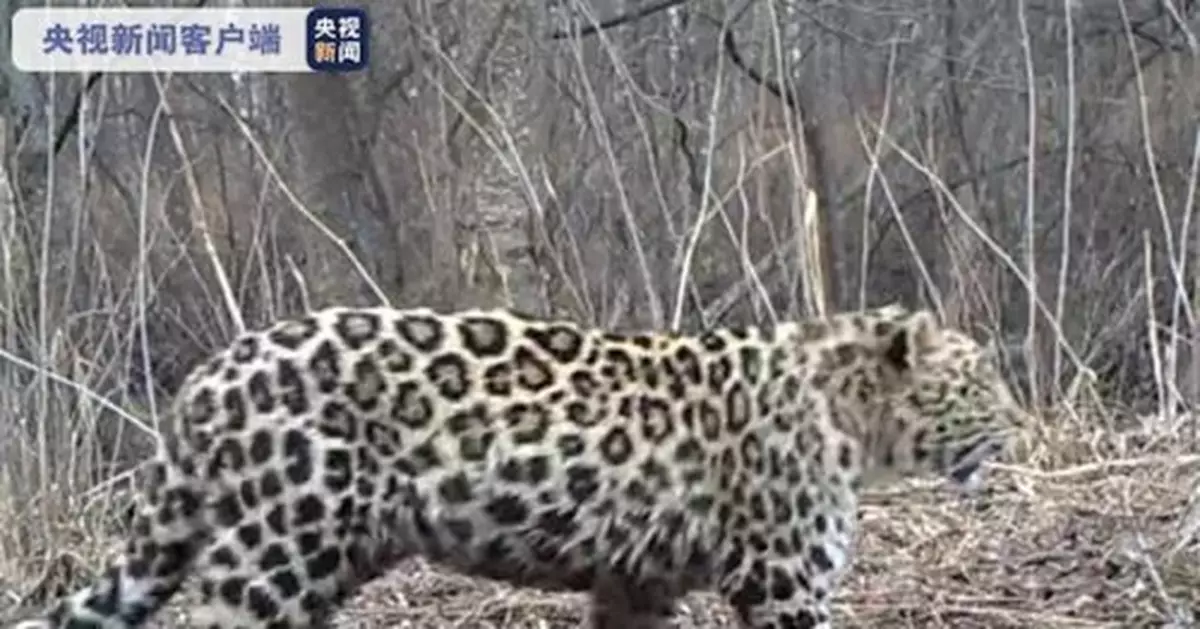 比東北虎還稀有！ 野生東北豹吉林再現蹤影