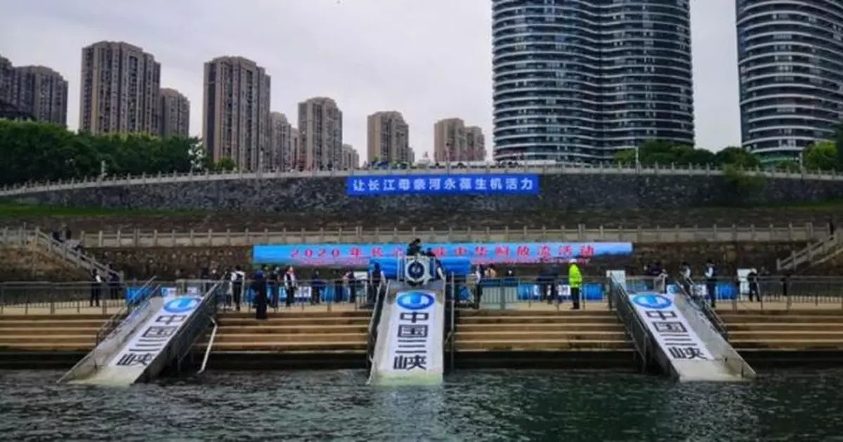 湖北宜昌：10000尾中華鱘今日回歸長江