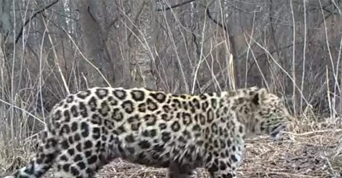 吉林天橋嶺再現野生東北豹