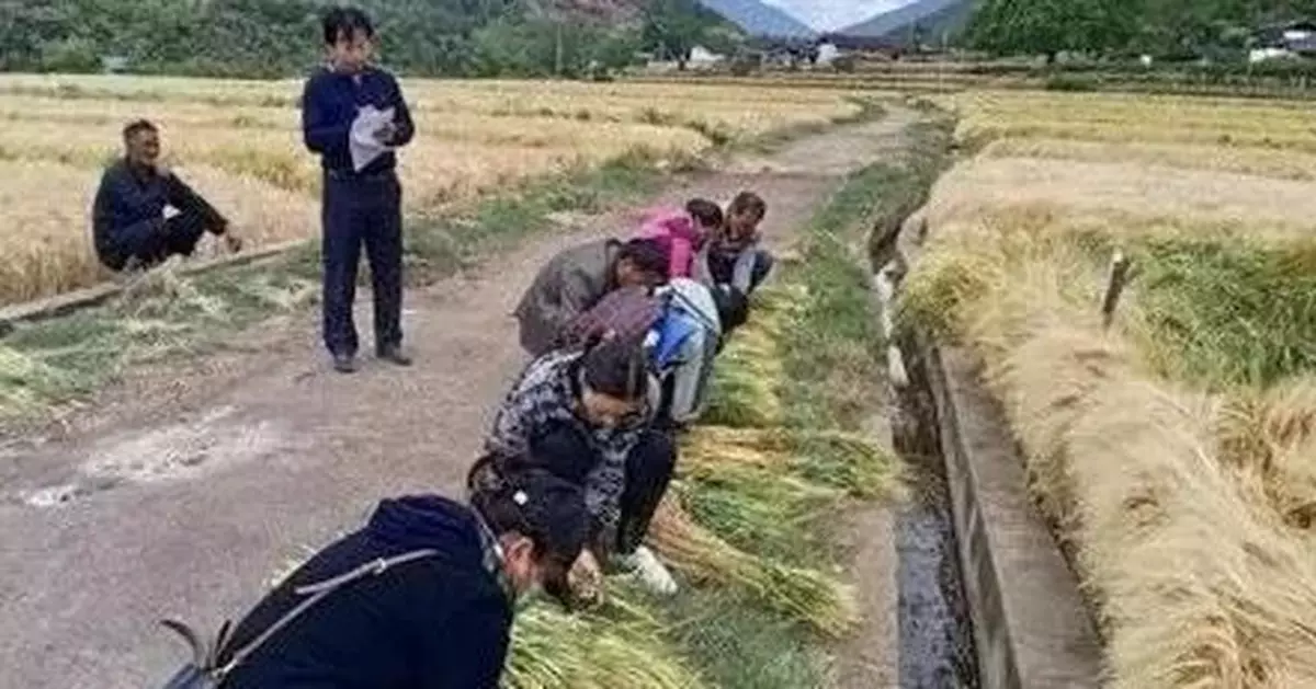 749.56公斤！雲南保山大麥新品種再次刷新紀錄