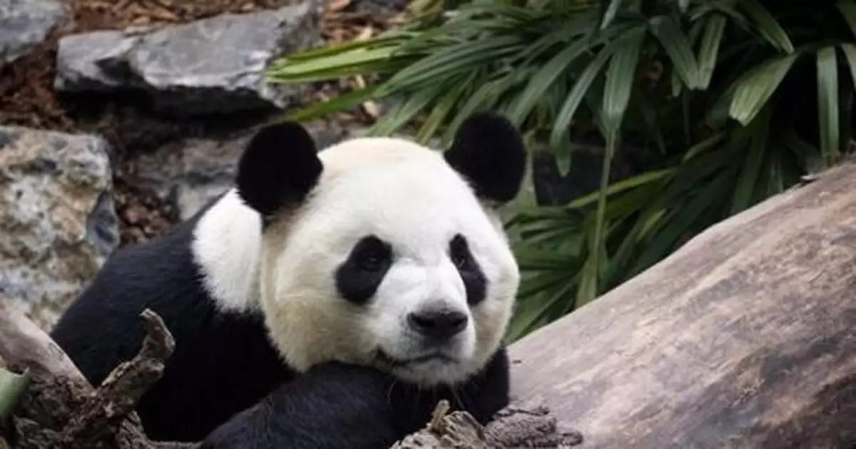 因疫情吃不到新鮮竹子 旅加大熊貓將提前兩年歸國