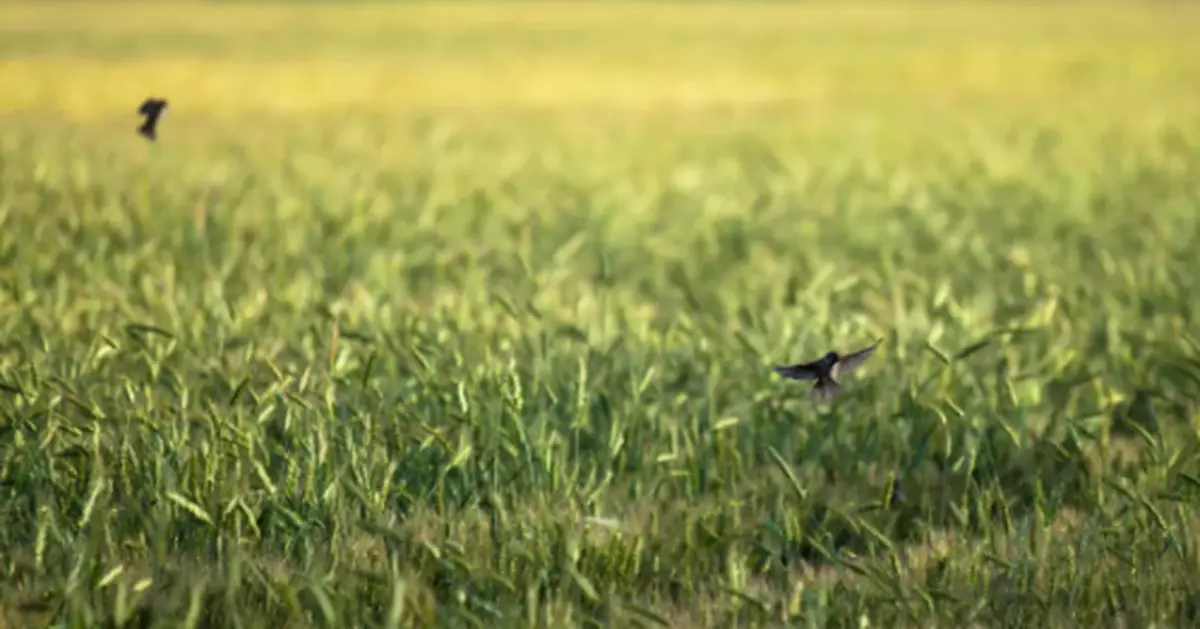 今天，小滿撞上「520」！小得盈滿，守望幸福