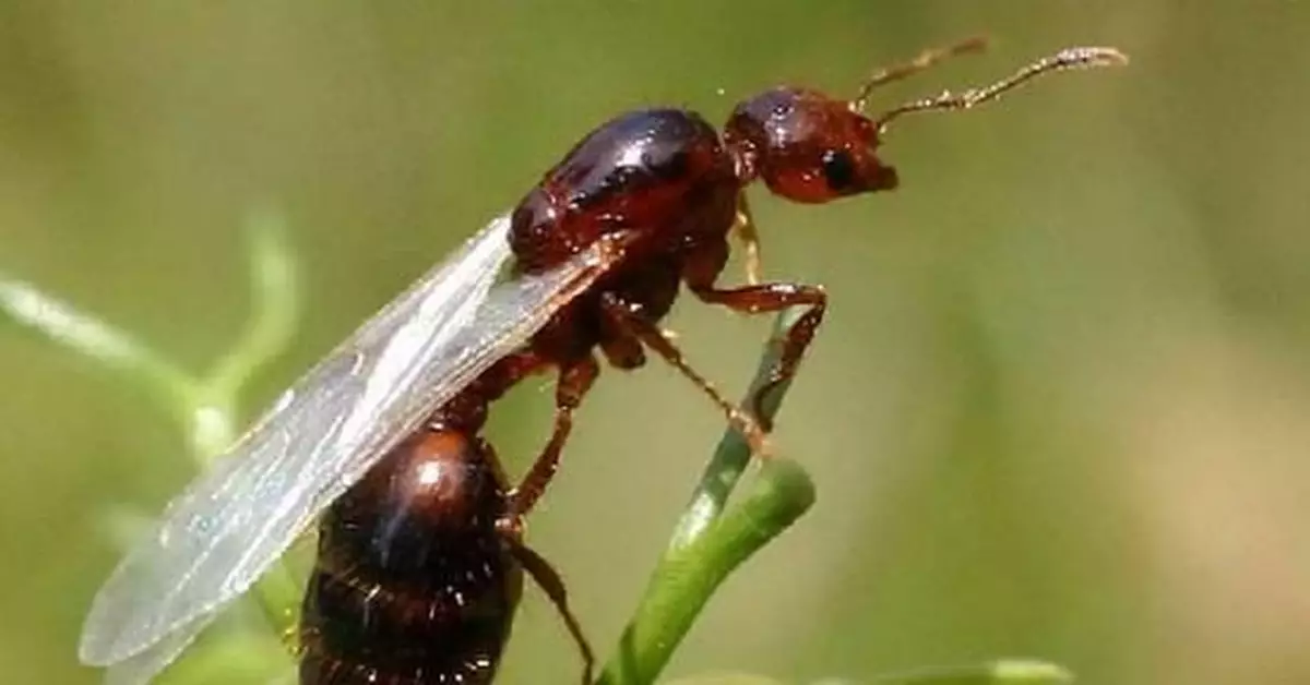 美洲紅火蟻入侵！四川攀枝花多位村民被咬傷