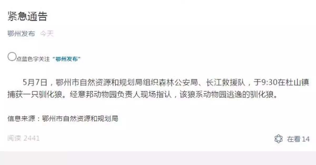 湖北鄂州一隻馴化狼從動物園逃逸