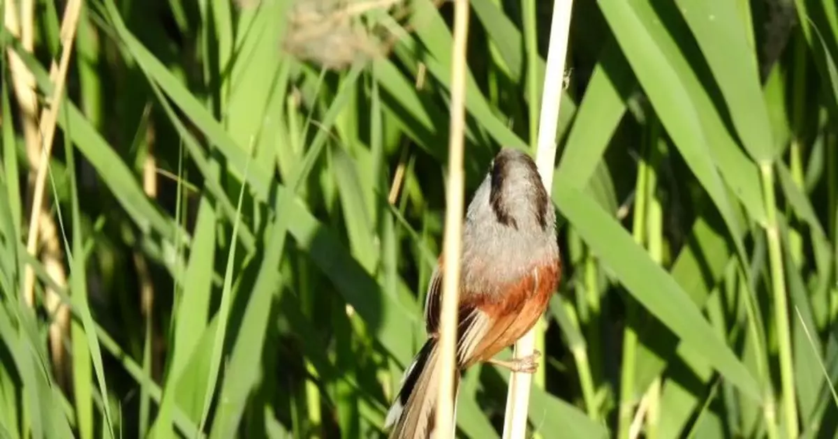 大興麋鹿苑發現震旦鴉雀，被稱為「鳥中大熊貓」